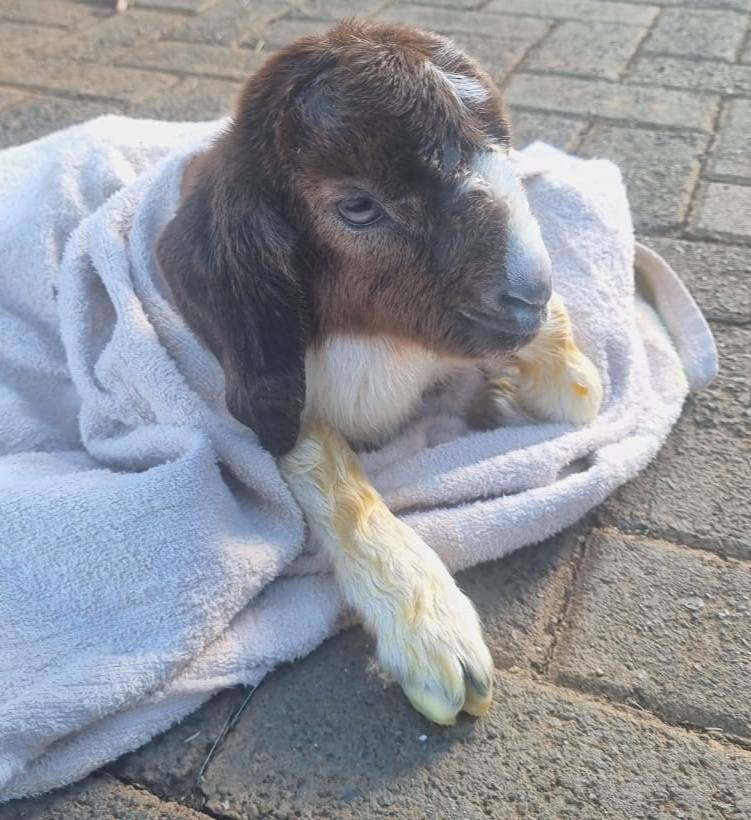 South African Boerbok