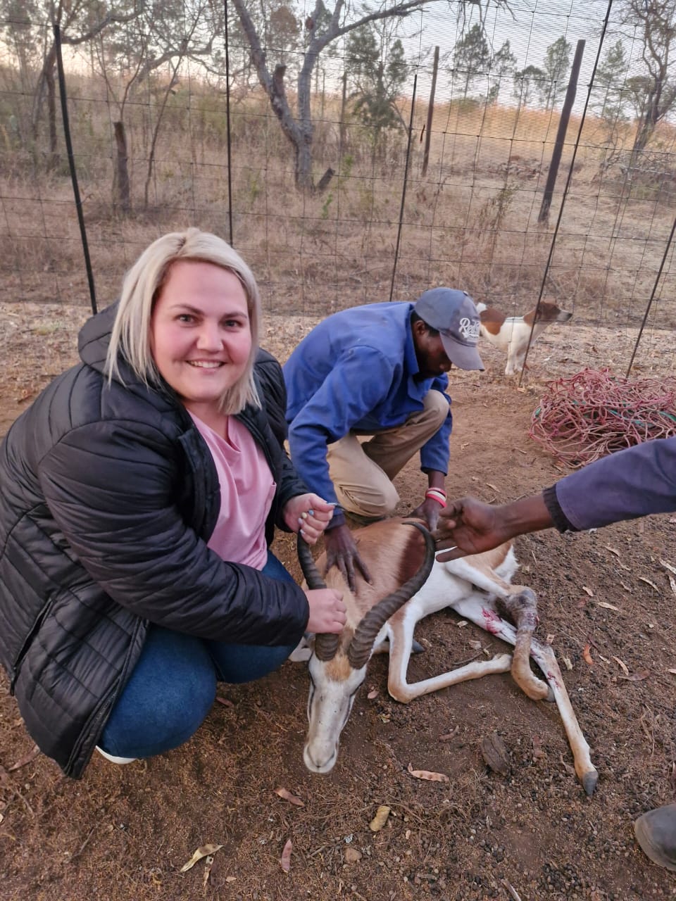 Springbuck/Springbok