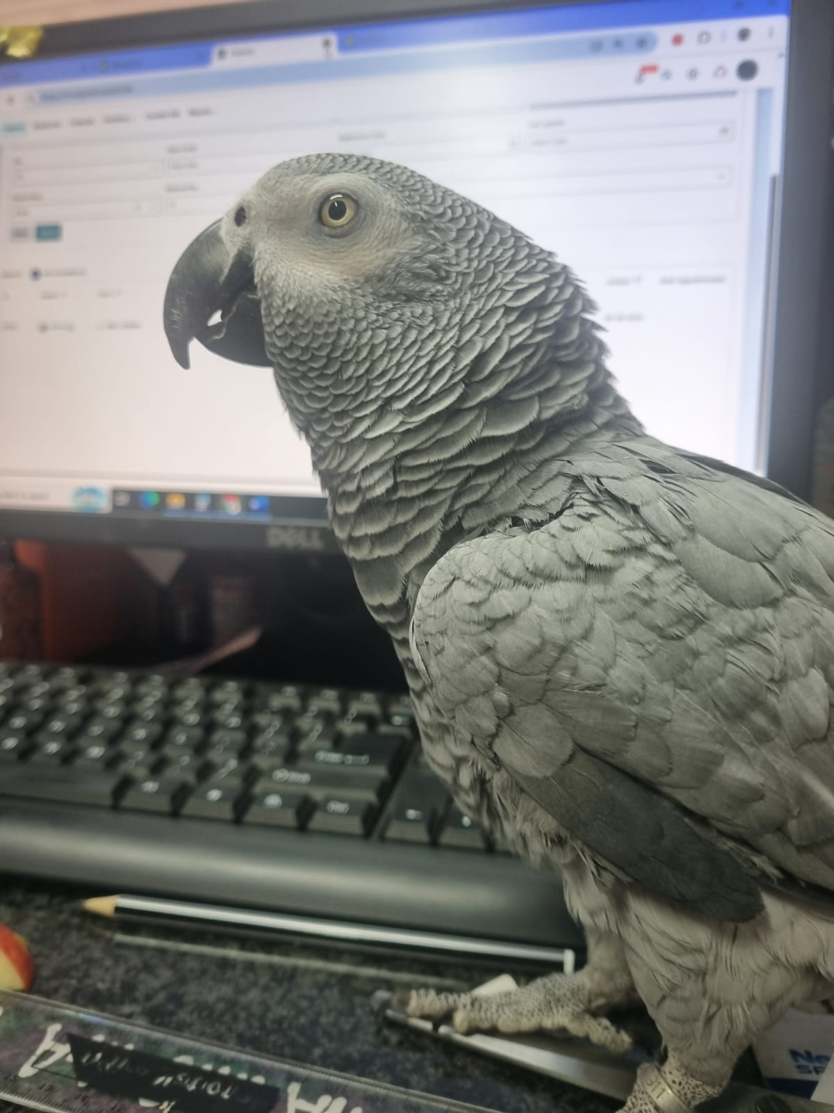 African Grey Parrot